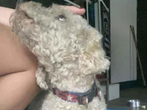 Cachorro raça Poodle idade  nome Não sei