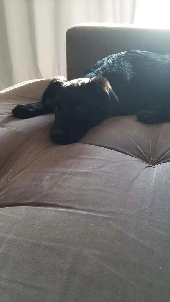 Cachorro raça SRD  idade 2 a 6 meses nome Pipoca 