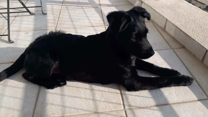 Cachorro raça SRD  idade 2 a 6 meses nome Pipoca 