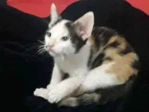 Gato raça  idade Abaixo de 2 meses nome Sem nome 