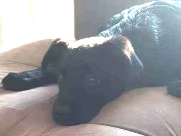 Cachorro raça SRD  idade 2 a 6 meses nome Pipoca 