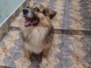 Cachorro raça Vira lata idade 2 anos nome Trovão