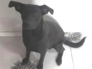 Cachorro raça Vira lata idade 1 ano nome Doguinho