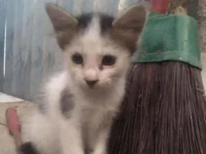 Gato raça SRD idade Abaixo de 2 meses nome Gatinhos