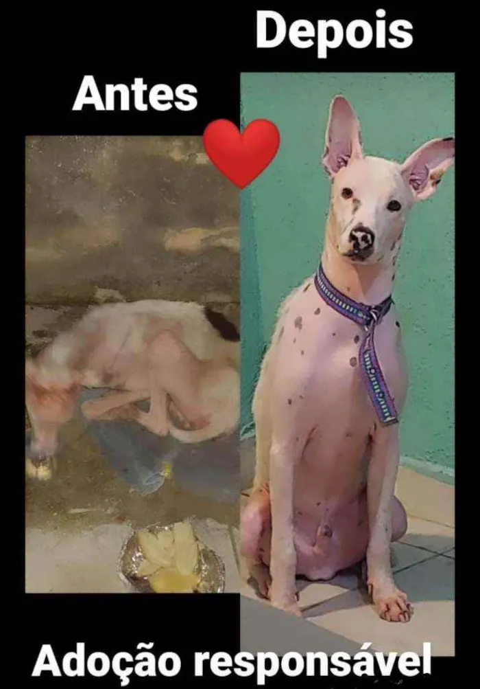 Cachorro ra a Vira lata idade 2 anos nome Branquinho