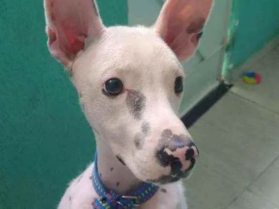 Cachorro ra a Vira lata idade 2 anos nome Branquinho