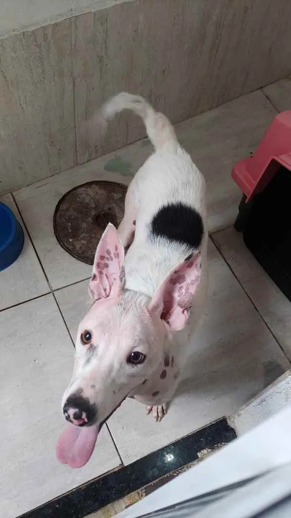 Cachorro ra a Vira lata idade 2 anos nome Branquinho