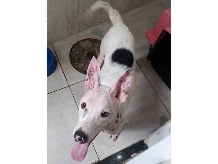 Cachorro ra a Vira lata idade 2 anos nome Branquinho