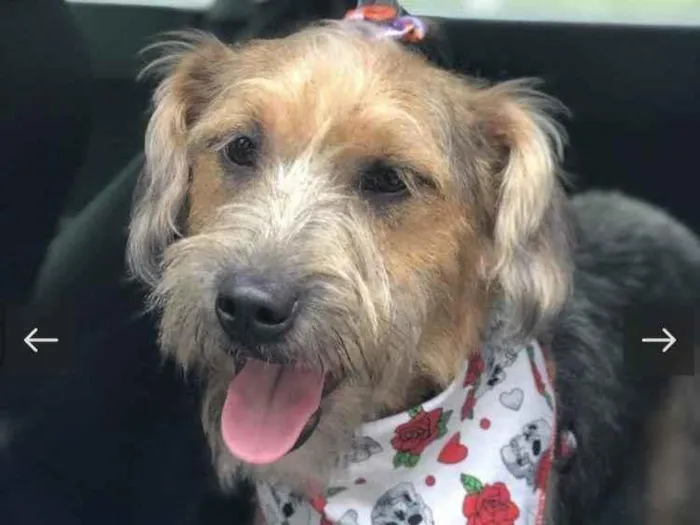 Cachorro raça Sem raça definida  idade 7 a 11 meses nome Nala