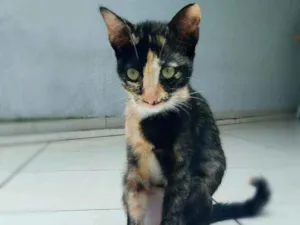 Gato raça srd idade 2 a 6 meses nome Esther