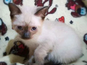 Gato raça Srd idade 2 a 6 meses nome Summer