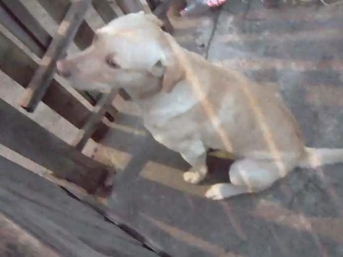 Cachorro ra a Labrador idade 2 a 6 meses nome Bud