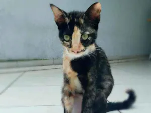 Gato raça srd idade 2 a 6 meses nome Esther