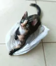 Esther