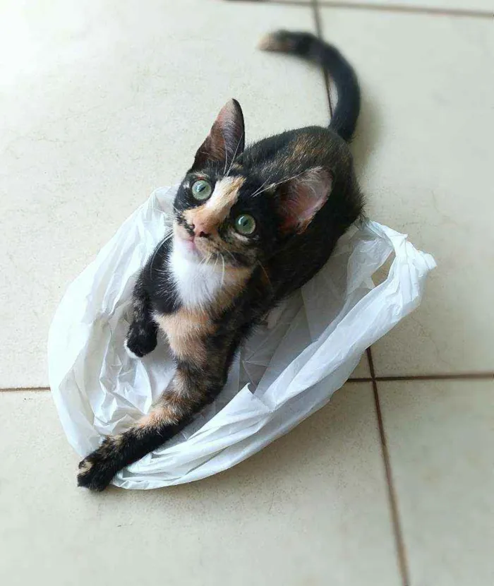 Gato ra a srd idade 2 a 6 meses nome Esther