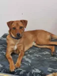Cachorro raça Sem raça definida  idade 7 a 11 meses nome Pedrinho 