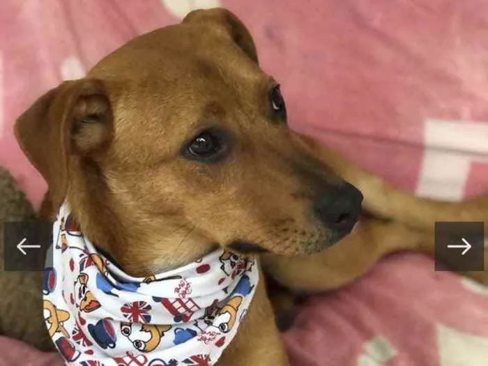 Cachorro raça Sem raça definida  idade 7 a 11 meses nome Pedrinho 