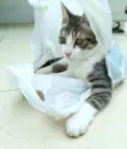 Gato raça srd idade 2 a 6 meses nome Gary