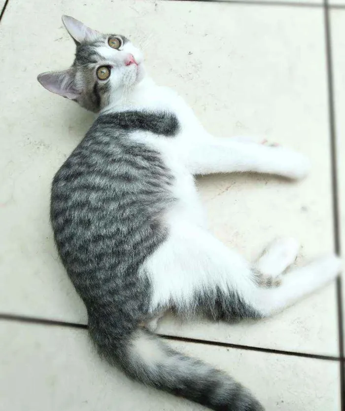 Gato raça srd idade 2 a 6 meses nome Gary