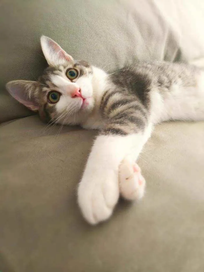 Gato raça srd idade 2 a 6 meses nome Gary