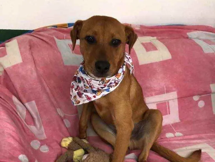 Cachorro raça Sem raça definida  idade 7 a 11 meses nome Pedrinho 