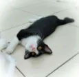 Janjão