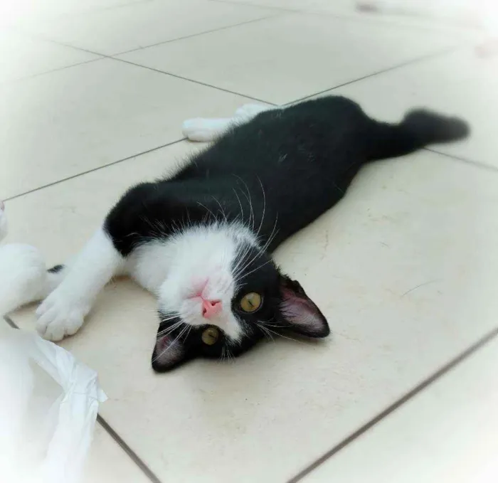 Gato ra a srd idade 2 a 6 meses nome Janjão