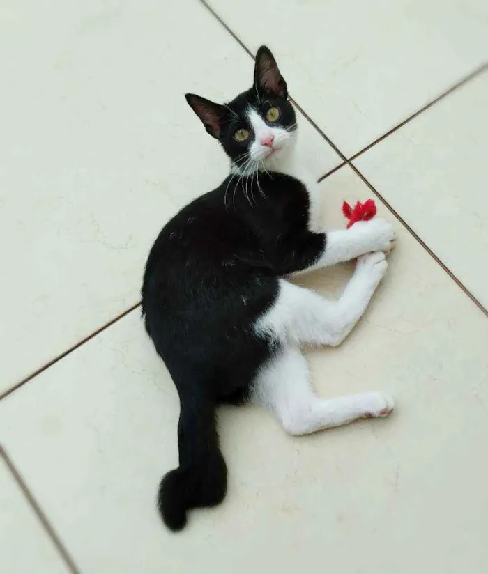 Gato ra a srd idade 2 a 6 meses nome Janjão