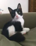 Janjão