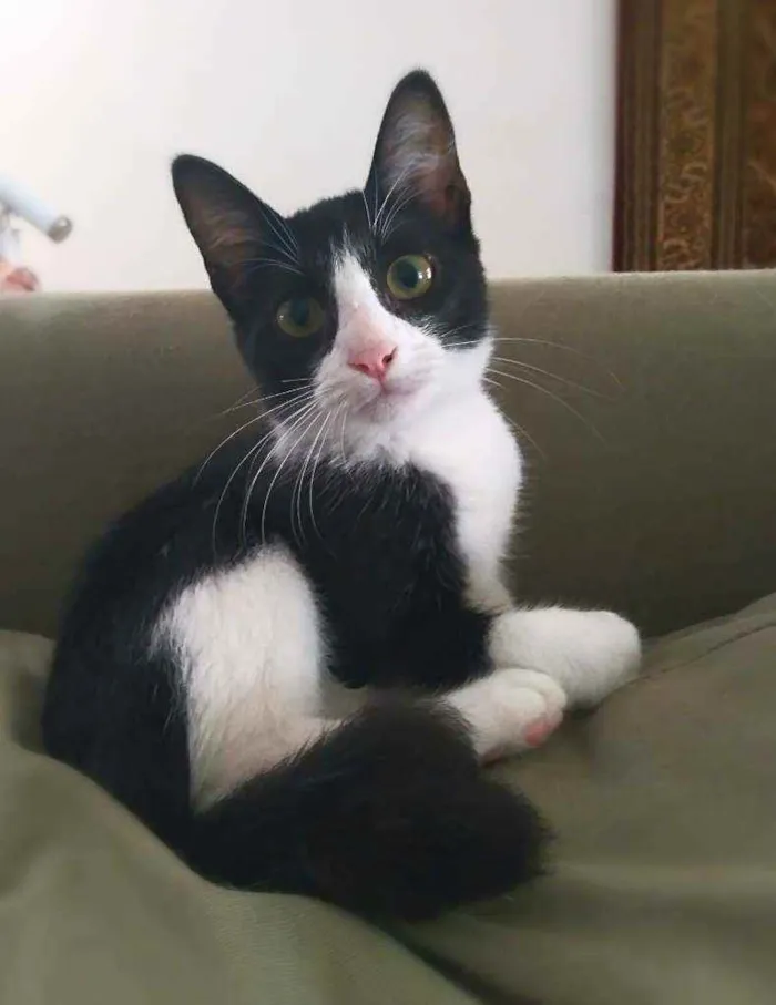 Gato ra a srd idade 2 a 6 meses nome Janjão