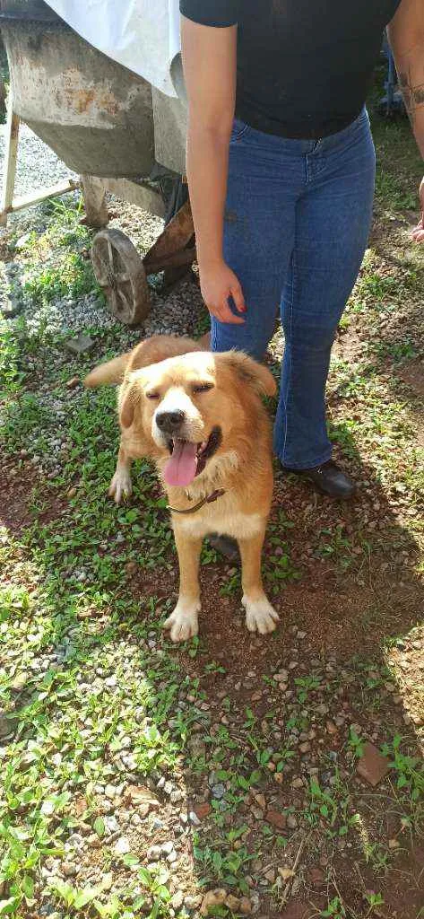 Cachorro raça Vira lata de Chow Chow idade 1 ano nome Bart