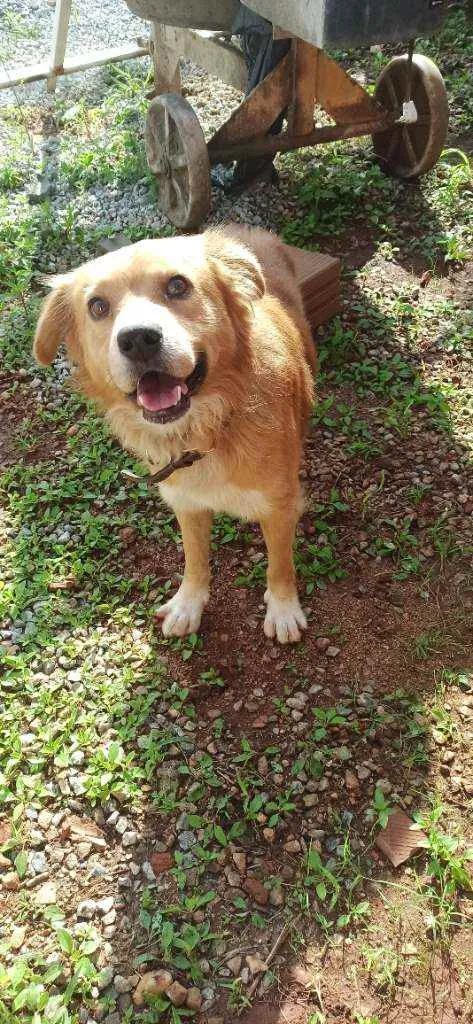 Cachorro raça Vira lata de Chow Chow idade 1 ano nome Bart