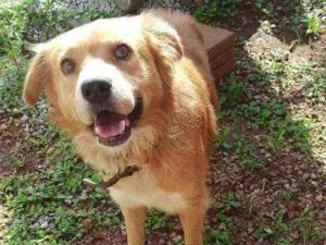 Cachorro raça Vira lata de Chow Chow idade 1 ano nome Bart