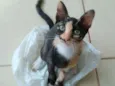 Esther