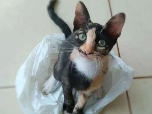 Gato raça srd idade 2 a 6 meses nome Esther