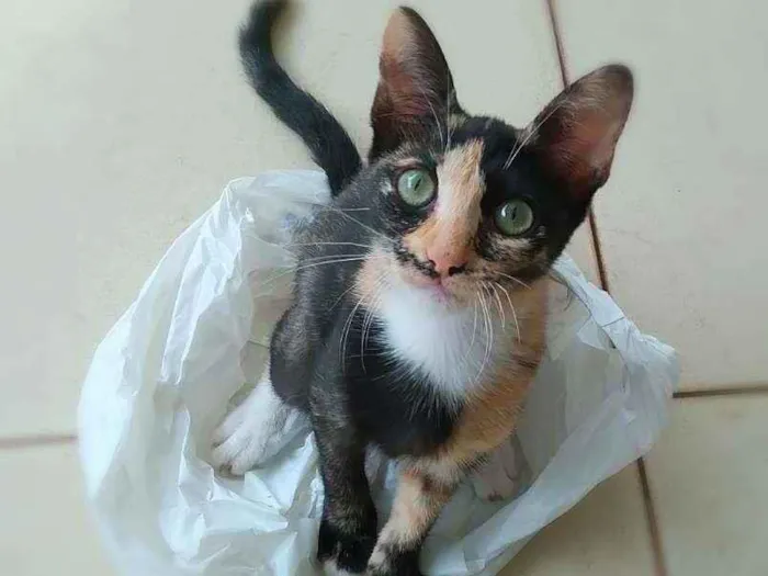Gato ra a srd idade 2 a 6 meses nome Esther