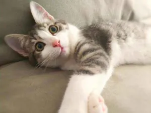 Gato raça srd idade 2 a 6 meses nome Gary