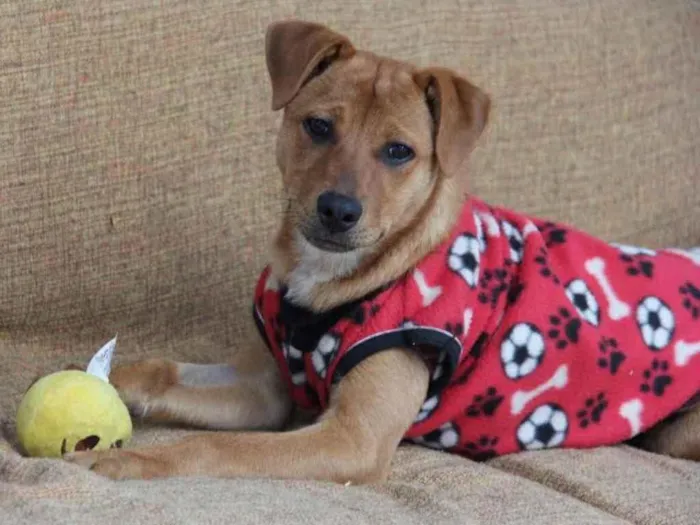 Cachorro raça Sem raça definida  idade 7 a 11 meses nome Pedrinho 