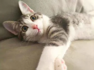 Gato raça srd idade 2 a 6 meses nome Gary