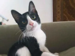 Gato raça srd idade 2 a 6 meses nome Janjão