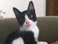 Janjão
