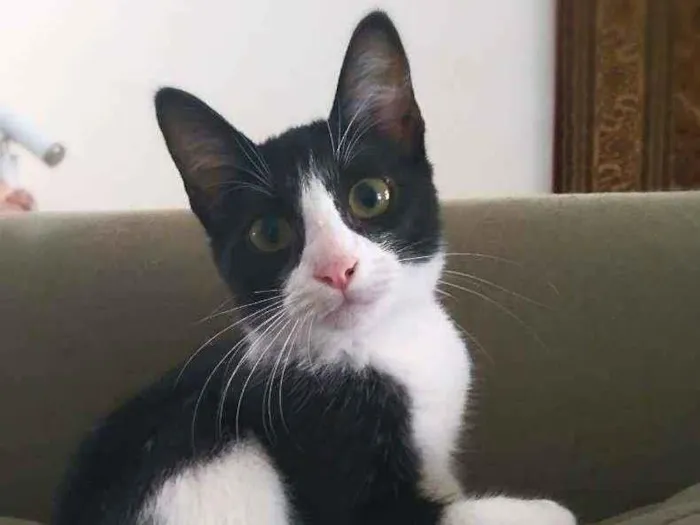 Gato ra a srd idade 2 a 6 meses nome Janjão