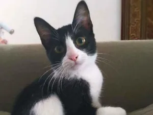 Gato raça srd idade 2 a 6 meses nome Janjão