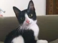 Gato raça srd idade 2 a 6 meses nome Janjão