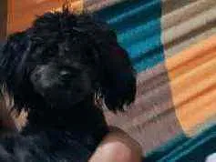 Cachorro ra a Poodle idade 1 ano nome Lara