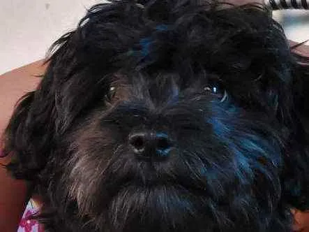 Cachorro ra a Poodle idade 1 ano nome Lara