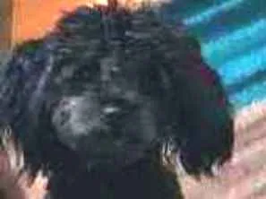 Cachorro raça Poodle idade 1 ano nome Lara