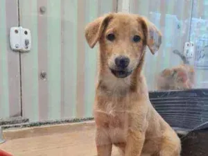Cachorro raça SRD idade 2 a 6 meses nome JÚNIOR