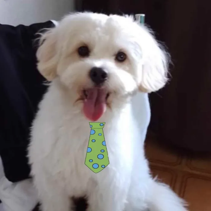 Cachorro raça Mestiço  idade 2 a 6 meses nome Luke 