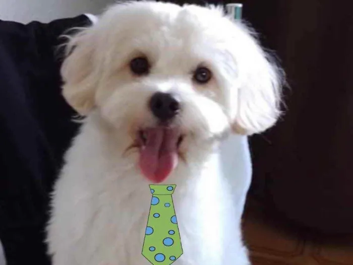 Cachorro raça Mestiço  idade 2 a 6 meses nome Luke 